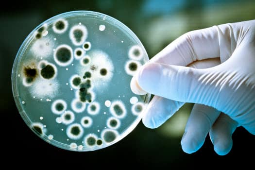 Test ou analyse de l'eau confirmant la présence de bactéries coliformes