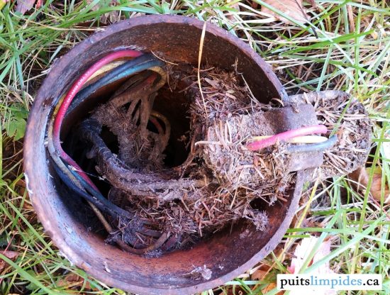 Un petit animal s'est introduit dans ce puits artésien pour y faire son nid. On peut imaginer la quantité de matière organique qui s'est décomposé dans l'eau.