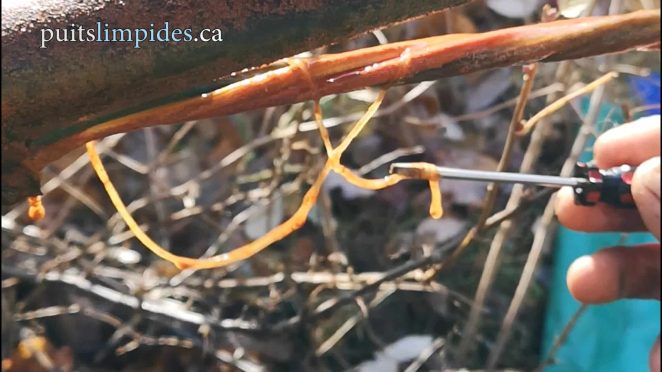 Les biofilms bactériens dans ce puits artésien sont solidement accrochés aux surfaces et ont une consistance élastique.