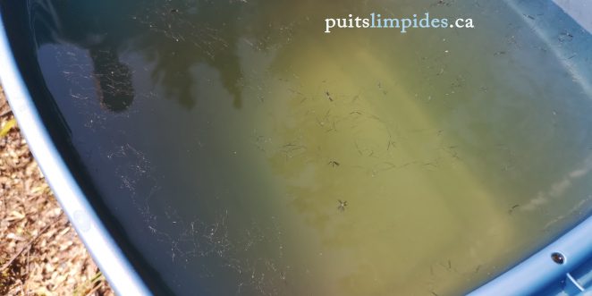 Poils de souris présent dans l'eau d'un puits de surface