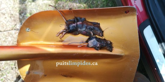 Souris découvertes au fond de ce puits de surface lors de son nettoyage