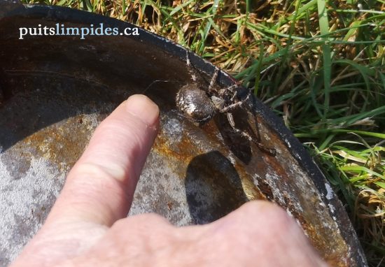 Une famille d'arraignées vivaient sous le couvercle de ce puits artésien