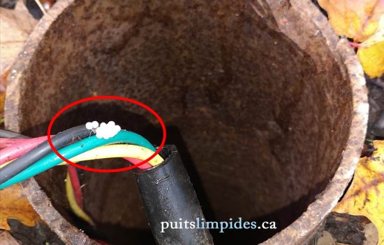 Une limace a pondu ses oeufs sous le couvercle de ce puits artésien.